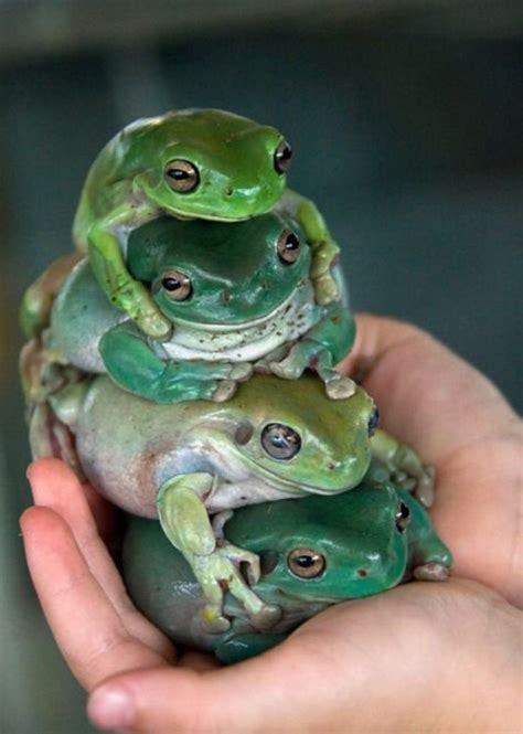 S T A C K Cute Frogs Frog Amazing Frog