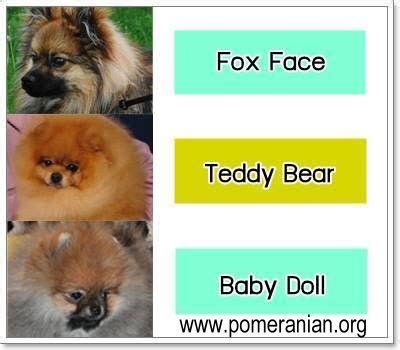 Pin on Pomeranian Information