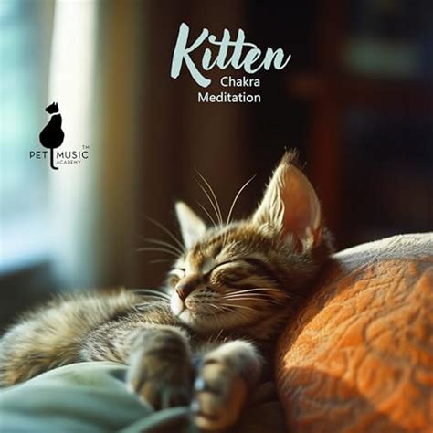 Amazon Music Pet Music Academy Kitten Chakra Meditation Reiki Healing