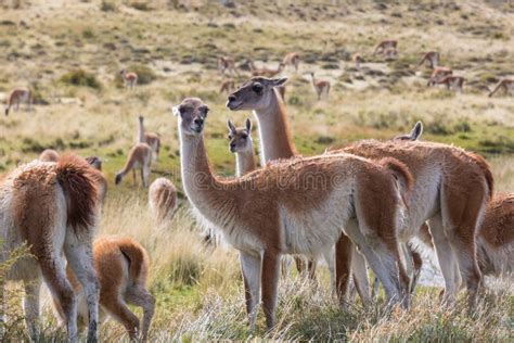 Guanaco stock image. Image of desolate, road, wild, adult - 164027563