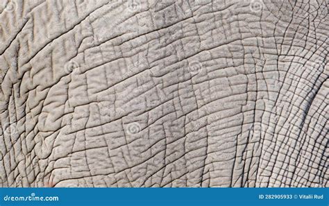 Elephant Skin Seamless Texture Stock Image Image Of African Folds