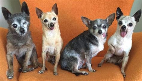 Senior Chihuahuas Adopted Together Are All About Squad Goals Dog