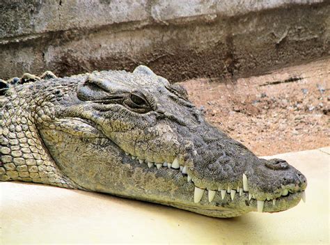 Australian Saltwater Crocodile Ausemade