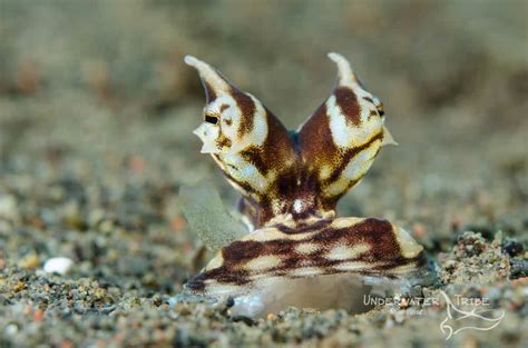 Mimic Octopus Portrait - Photo of the Day | Underwater Tribe