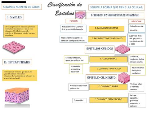 Clasificación De Tejido Epitelial Scarleth Udocz