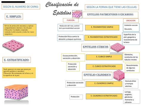 Clasificacion Del Tejido Epitelial Completo Tejido Epitelial Simple Sexiezpix Web Porn