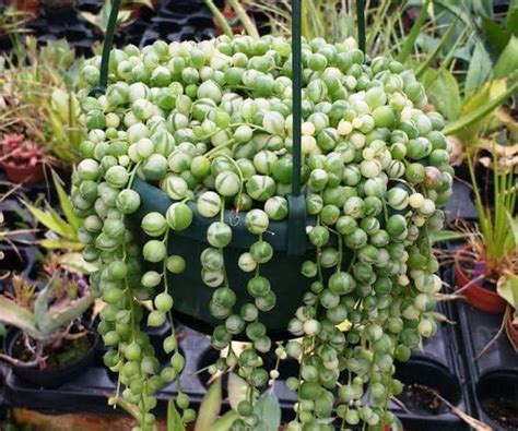 Cultivo y cuidados de Planta Rosario Senecio rowleyanus Eco Jardín