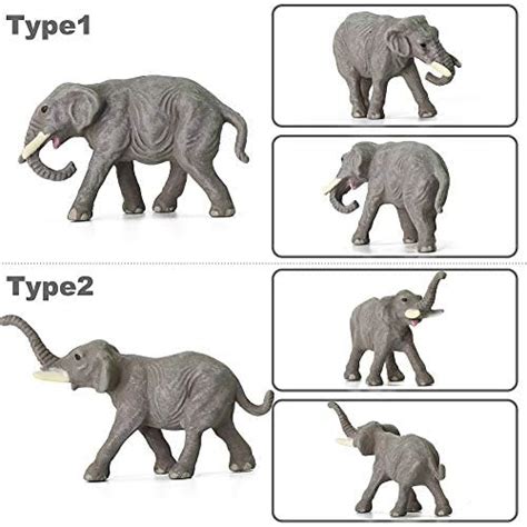 Elephant Life Cycle Diagram Prudence Sotelo