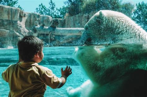 San Diego Zoo Vs Safari Park The Best Park To Visit And Why