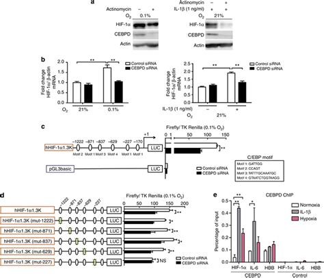 CCAAT enhancer binding protein δ CEBPD mechanistically regulates