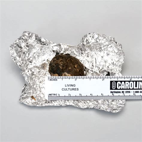 Small Owl Pellet | Carolina.com