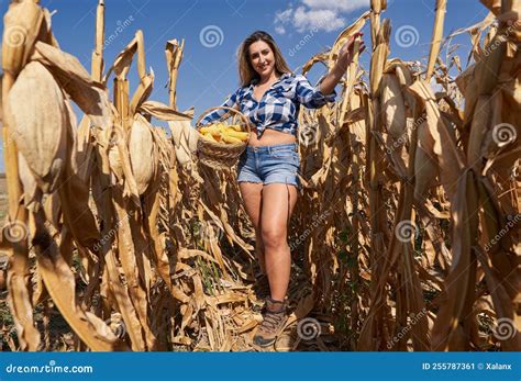 Plus Size Farm Lady Harvesting Corn Stock Image Image Of Cornfield