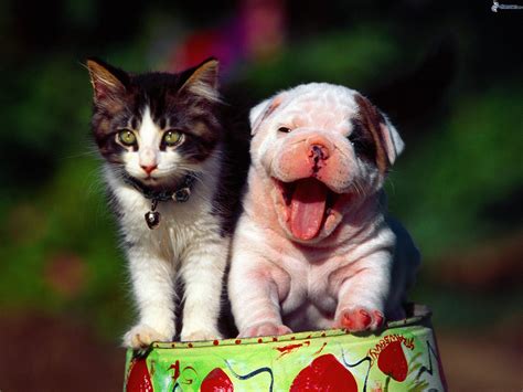 Cute Dog and Cat Wallpaper Free Download