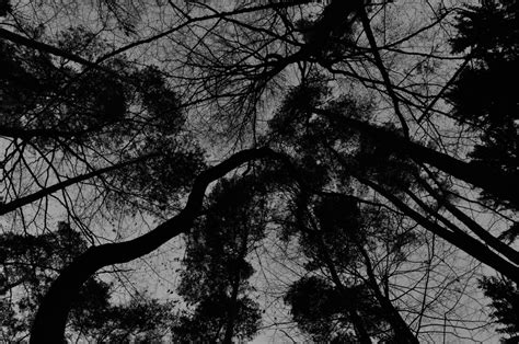 Free Images Tree Nature Forest Branch Winter Black And White