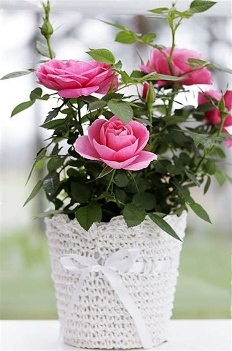 Roseiras Lindas em Vasos - Como Plantar e Cuidar