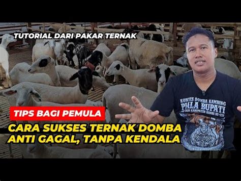 Cara Sukses Ternak Domba Tanpa Kendala Bagi Pemula Youtube