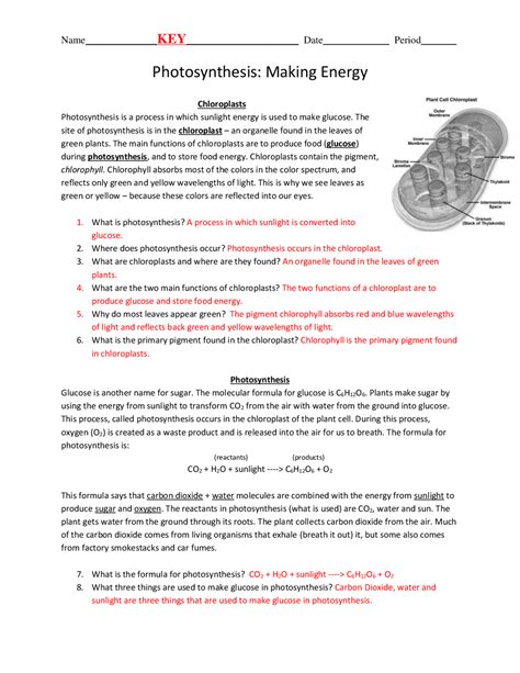 Photosynthesis Worksheet With Answers