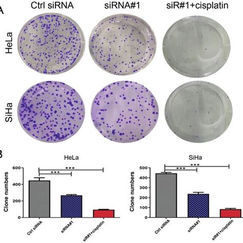 Effect Of GMPS Knockdown On The Colony Formation Of CC Cells A And B