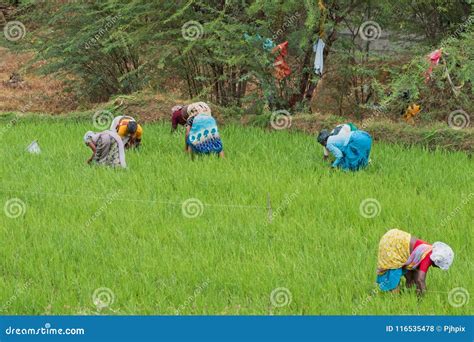 Women Workers In A Tamil Nadu Paddy Field Editorial Stock Photo Image