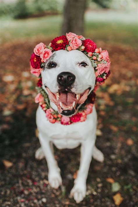 dog flower crowns | celebrating 10k on intagram — Jessica Whitaker ...