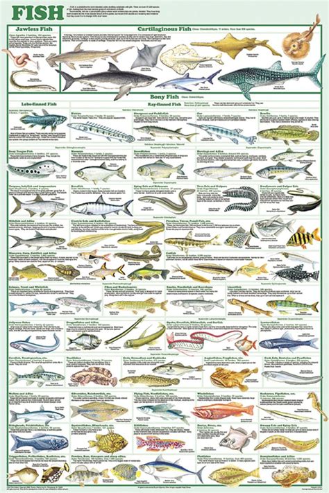 Fish Laminated Poster Fish Chart Fishing Techniques Tropical Fish