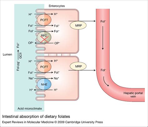 Membrane Transporters And Folate Homeostasis Intestinal Absorption And