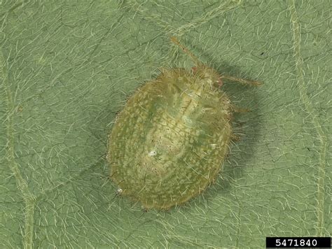 Kudzu Bug Megacopta Cribraria