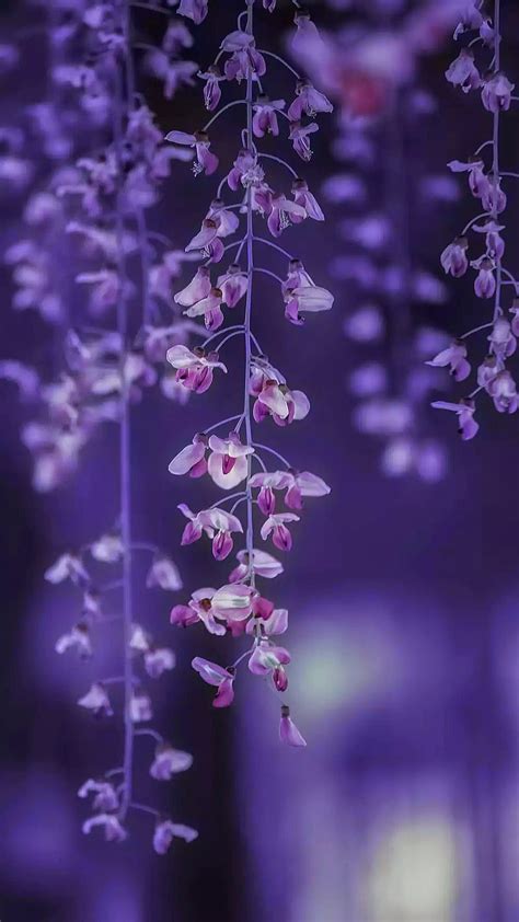 Aggregate 79 Flower Wallpaper Purple Latest Vn