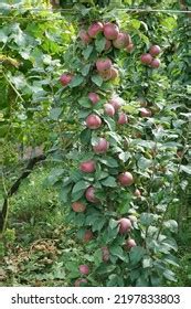 Tall Columnar Apple Tree Red Apples Stock Photo 2197833803 | Shutterstock