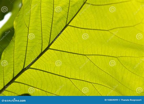 Folha Verde Veias Imagem De Stock Imagem De Macro