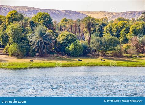 River Nile River Side Nature Landscape Green Farm Cattle Cows