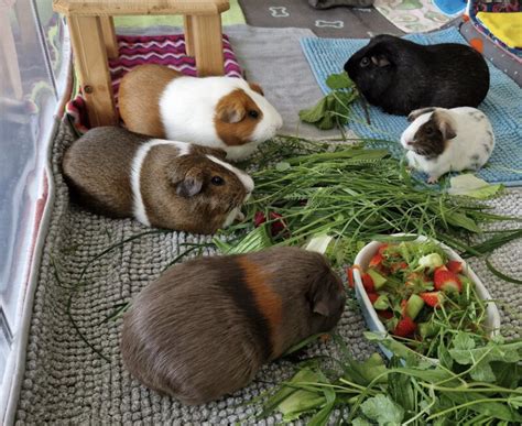 So fütterst du dein Meerschweinchen richtig Experten Futterplan