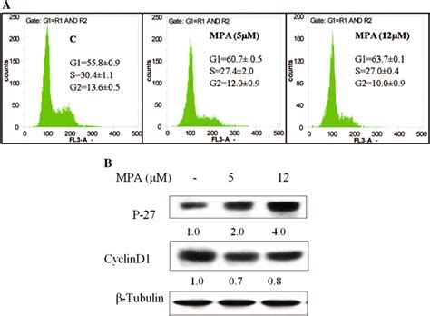 Evaluation of cell cycle distribution and expression of p27kip1 and ... 