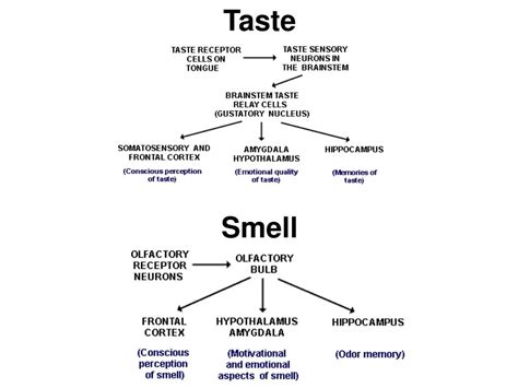 Ppt Chemical Senses Taste And Smell Powerpoint Presentation Free