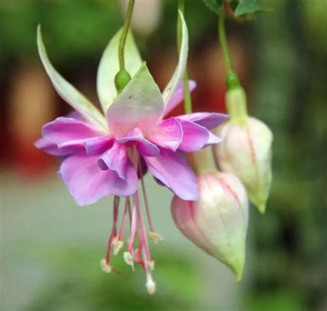 Multi-Varieties Fuchsia Seeds, 100pcs/pack