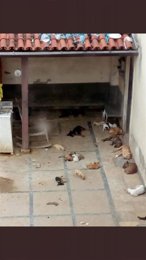 Ação em Niterói resgata 30 animais que viviam em condições de maus