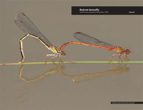 Dragonflies And Damselflies Of New Zealand Edify Award For Best