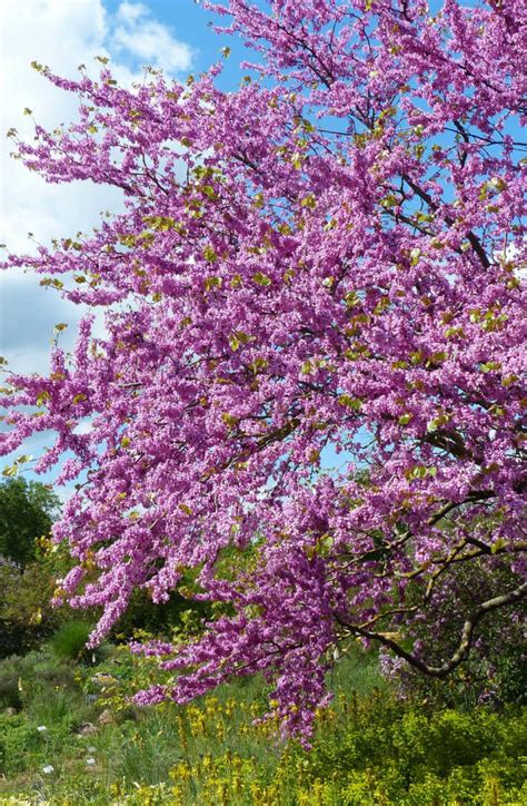 Cercis Siliquastrum C P E Arbre De Jud E C P E Chlori