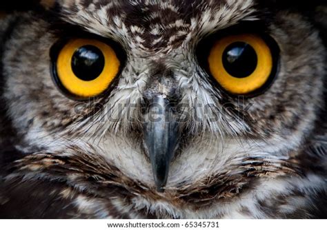 36,513 Owl Eye In The Night Images, Stock Photos & Vectors | Shutterstock