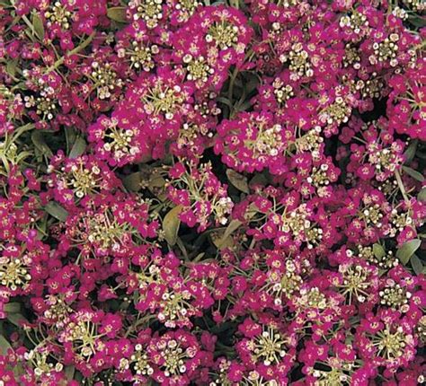 Alyssum Lobularia Maritima Easter Bonnet Deep Rose Muller Seeds