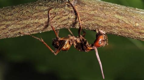 Zombie ant fungi 'know' brains of their hosts | Penn State University