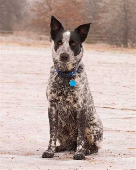 Australian Shepherd Blue Heeler Mix Info Pictures Facts Faqs And More