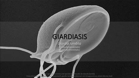 Giardiasis BiologÍa Resumen Memorización Youtube