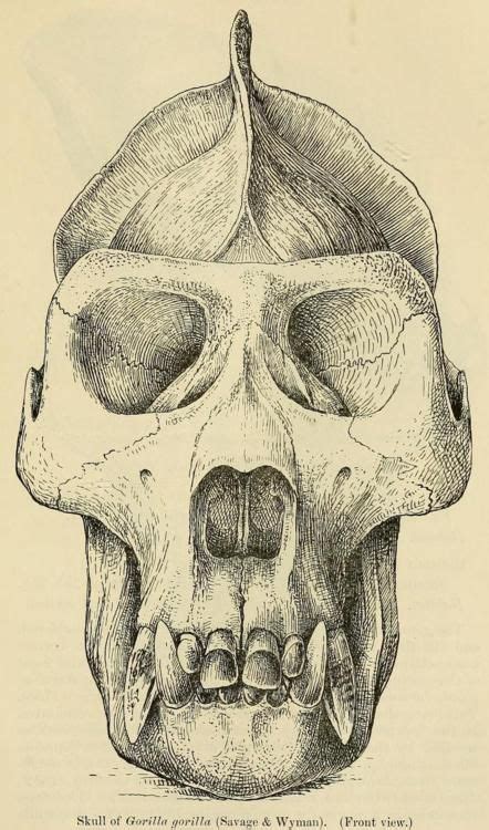 8 Ideas De Gorilla Anatomía Animal Cráneos Y Calaveras Gorilas