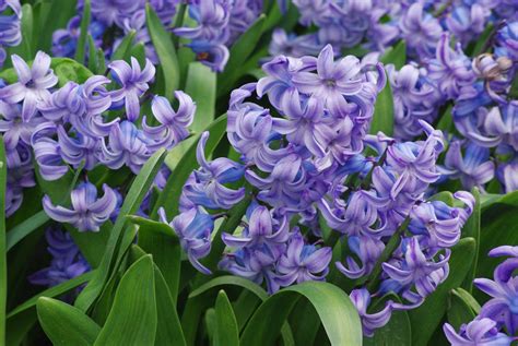 Printemps En Pot De La Couleur Sur Le Balcon La Terre Est Un Jardin