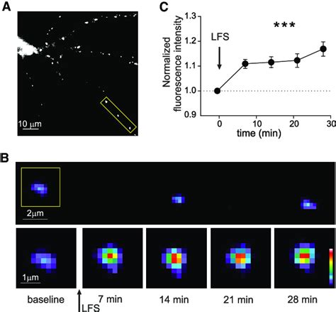 Enhanced Gephyrin Clustering During ILTP A Representative