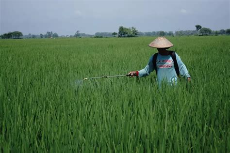 Musim Hujan Petani Di Jombang Bekerja Ekstra Antisipasi Serangan Hama