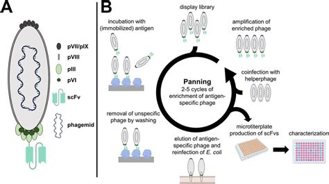 Schematic Representation Of Scfv Displaying Phage A And Phage Display Download Scientific