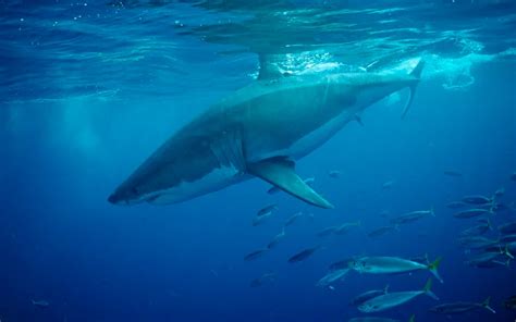 Gazetaweb Surfista Morre Após Ser Atacado Por Tubarão Em Praia Da Austrália