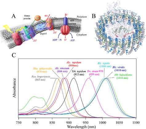 A Photosynthetic Reactions In A Purple Bacterial Photosynthetic